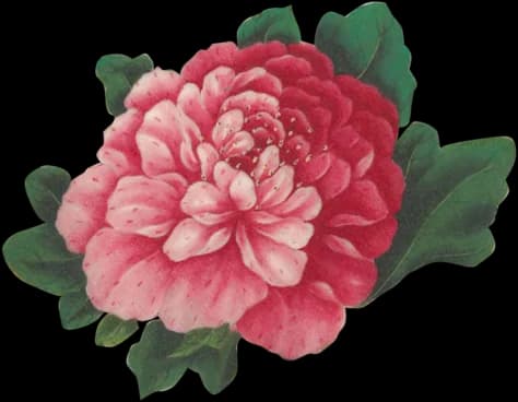 Peony Flower