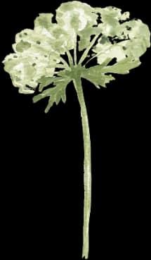 Baby's Breath