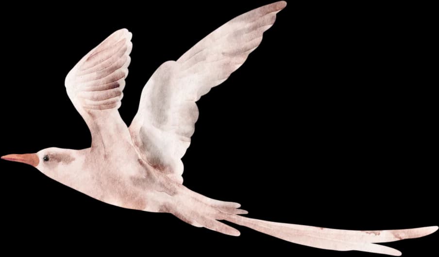 Dove