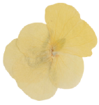 Flower ornament